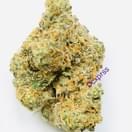 Moby Dick(A+)
