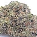 APPLE GELATO (EXOTIC)