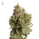 Lemon Haze - Sativa THC 23%