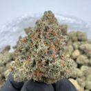 Grape Skunk (Indica)