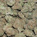 Durban Poison - JBC