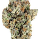 Citral Flo Hybrid 28.00%