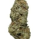 Amnesia (PREMIUM)