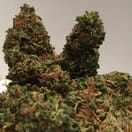 G13