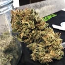 Newt Brothers - Pre '98 Bubba Kush