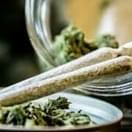 exotic preroll