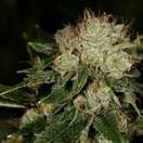 Bruce Banner
