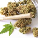 Exotic pre-rolls (handled with gloves)