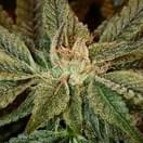Bubba Chem