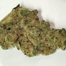 Gelato #33