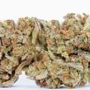 LEMON HEADZ (PREMIUM)