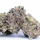 Lemon cherry gelato