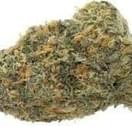Purple Urkle (PREMIUM)