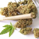 15 Top Shelf Pre-Rolls – Premium Preroll Joints & Blunts