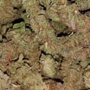 Cali Orange - Dutch Caliber