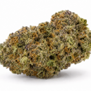 Mimosa