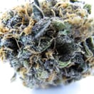 Purple Nepal