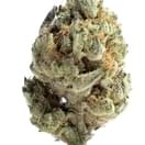 King Louis XIII (A+)