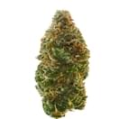Chocolope (A+)