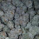 Strawberry shortcake (exotic)