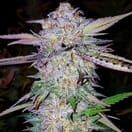 Ethos Cookies