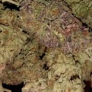 South Park Maui Waui - Dutch Caliber