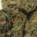 Sherbert (A+)