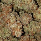 Golden Goat - Dutch Caliber