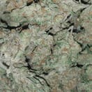 Dragon - High Valley Farms