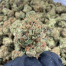 Jack herer +A (Sativa)