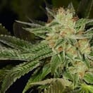 Headband