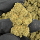 Obama kush +AAA (Indica)