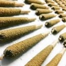 Gelato - HYBRID INFUSED PREROLLS