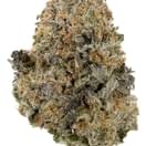 Gelato