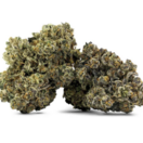 DEALR - Craft El Changuito 7g >I