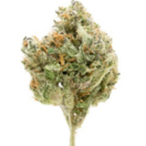 Flo (Sativa)