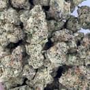 Moby Dick (exotic)