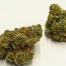 Chemdawg