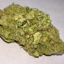 Orangutan