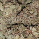 Chewbacca - Dutch Caliber