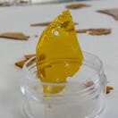 Growing Kitche Shatter Sativa & Indica