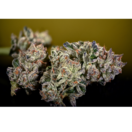 MEDICAL - Sour OG