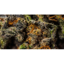 MEDICAL- Purple Reign