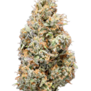 Tribal - Cuban Linx 1x3.5g >S
