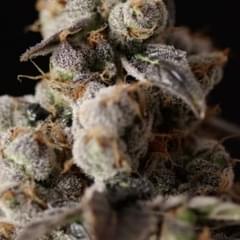 Rollex OG Kush(exotic)