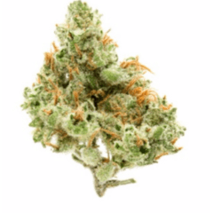 Super Lemon Haze (Sativa)