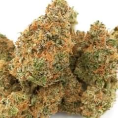 Acapulco Gold (exotic)