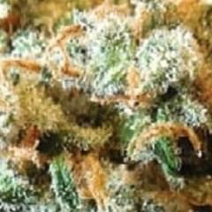 CANDY JACK( TOPSHELF)