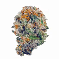 Blueberry muffin A+ Exotic