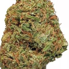 NORTHERN LIGHTS (PREMIUM)